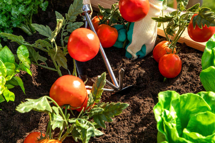 WESTMANN Hochbeet Klassik